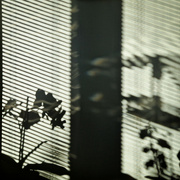 18th Feb 2024 - Afternoon shadows