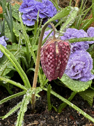 17th Feb 2024 - Wet Snakes Head Fritillaria