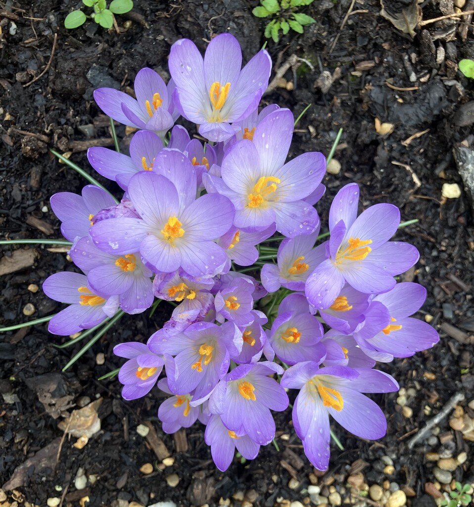 Crocus by foxes37