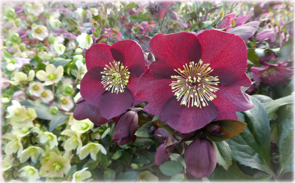 Hellebores Big and Small . by wendyfrost