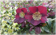 15th Feb 2024 - Hellebores Big and Small .