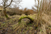 18th Feb 2024 - Willow Root