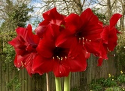 18th Feb 2024 - The Very Last Amaryllis Photo This Season