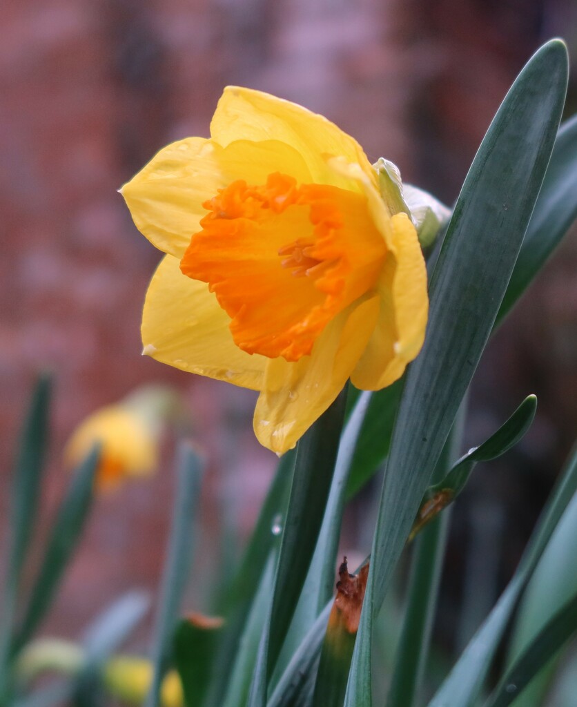 Heralding Spring at Bashley by happyteg
