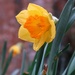 Heralding Spring at Bashley by happyteg