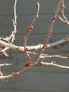 18th Feb 2024 - Spring buds