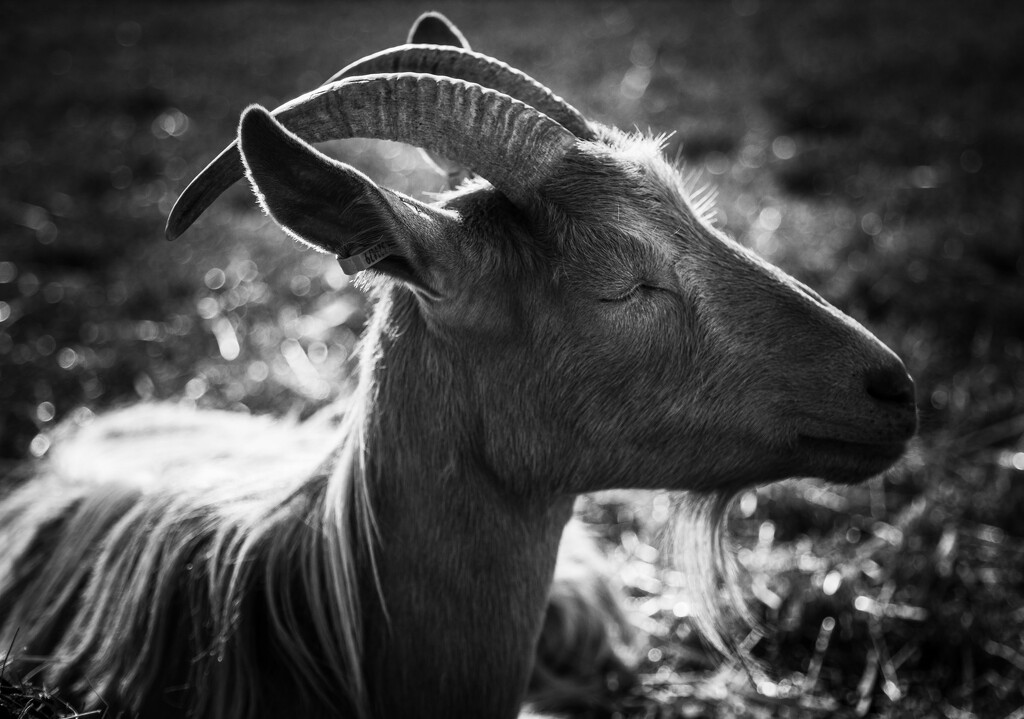 Zen goat by johnnyfrs
