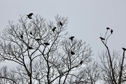 18th Feb 2024 - Crows Summit