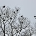 Crows Summit