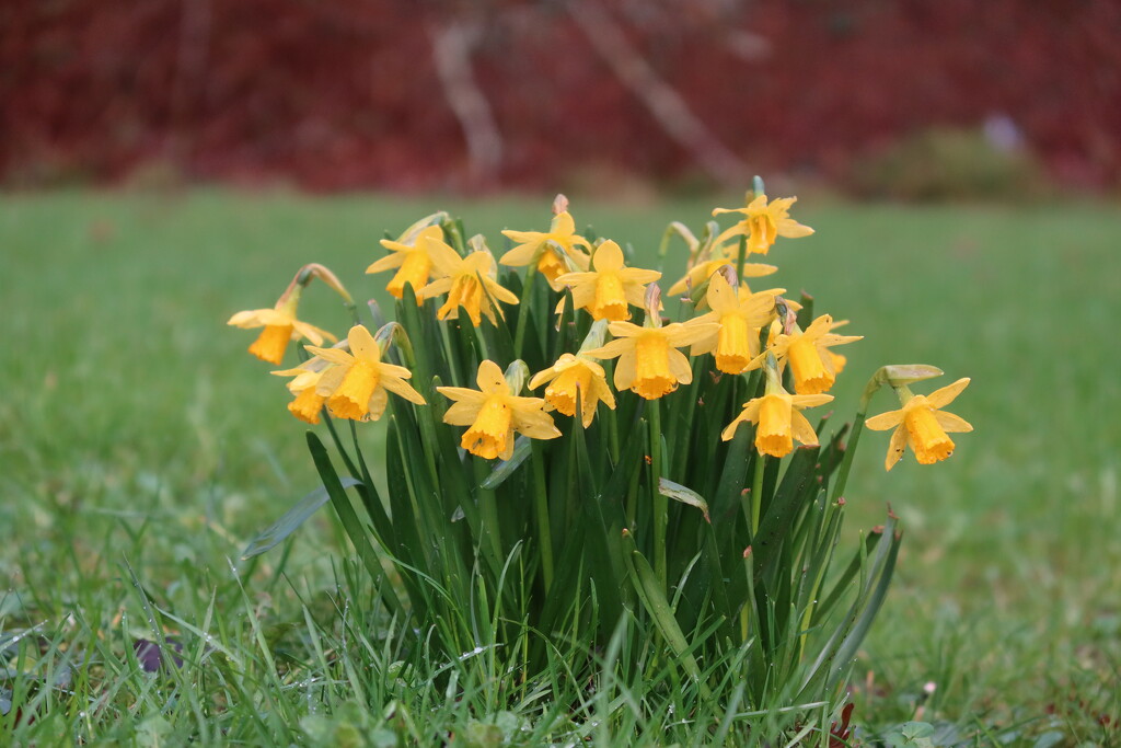 Tete et Tete daffodils at Bashley by happyteg