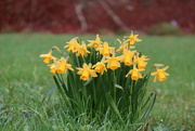 18th Feb 2024 - Tete et Tete daffodils at Bashley