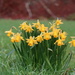 Tete et Tete daffodils at Bashley by happyteg
