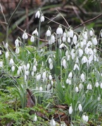 7th Feb 2024 - Snowdrops - Highfield Park