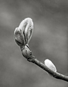 18th Feb 2024 - Magnolia Bud