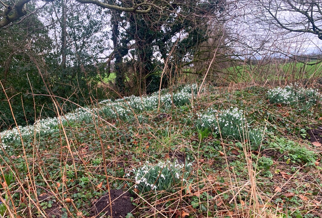 Snowdrops by happypat