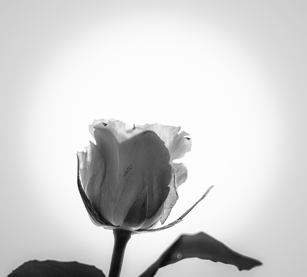The Rose by tiaj1402