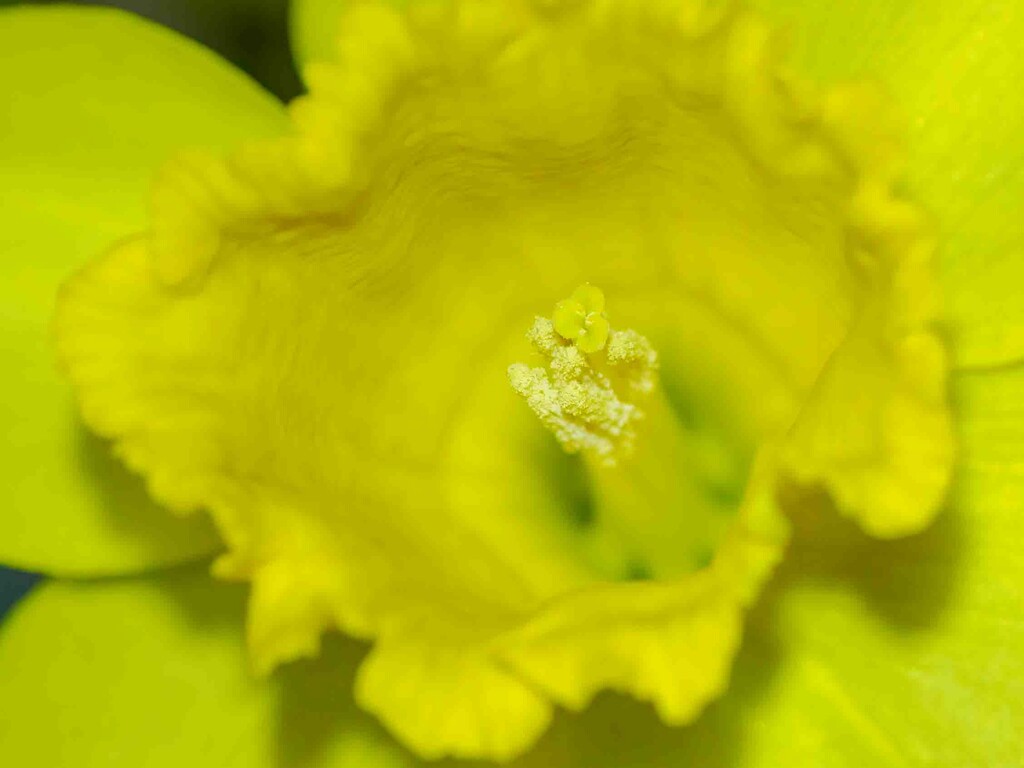 Daffodil. by padlock