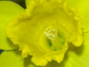 18th Feb 2024 - Daffodil.