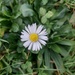 Daisies in February? 