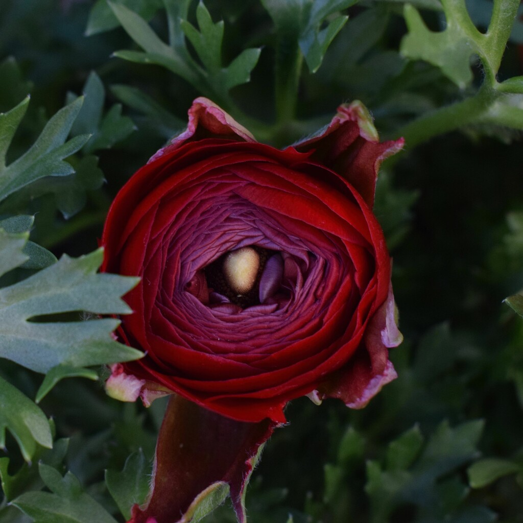 2 17 Red Ranunculus by sandlily