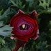 2 17 Red Ranunculus