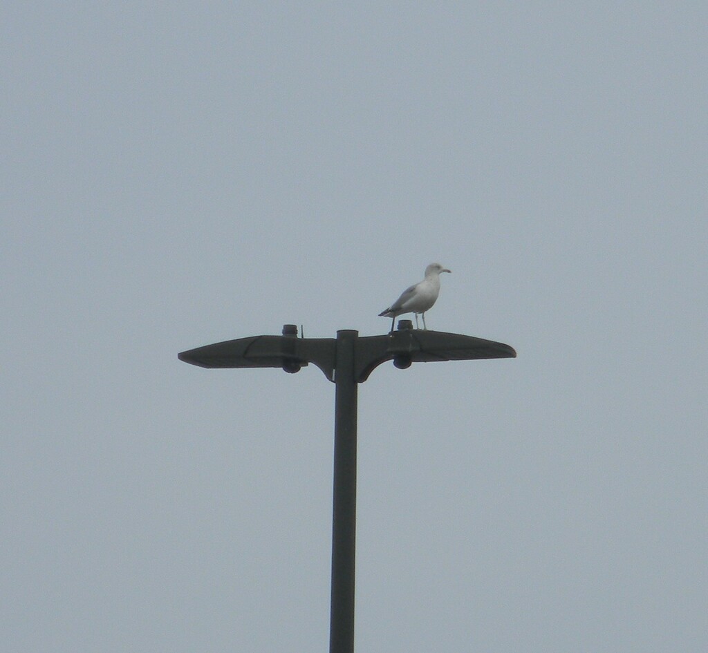 Seagull on Lamppost  by sfeldphotos