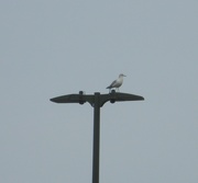 18th Feb 2024 - Seagull on Lamppost 