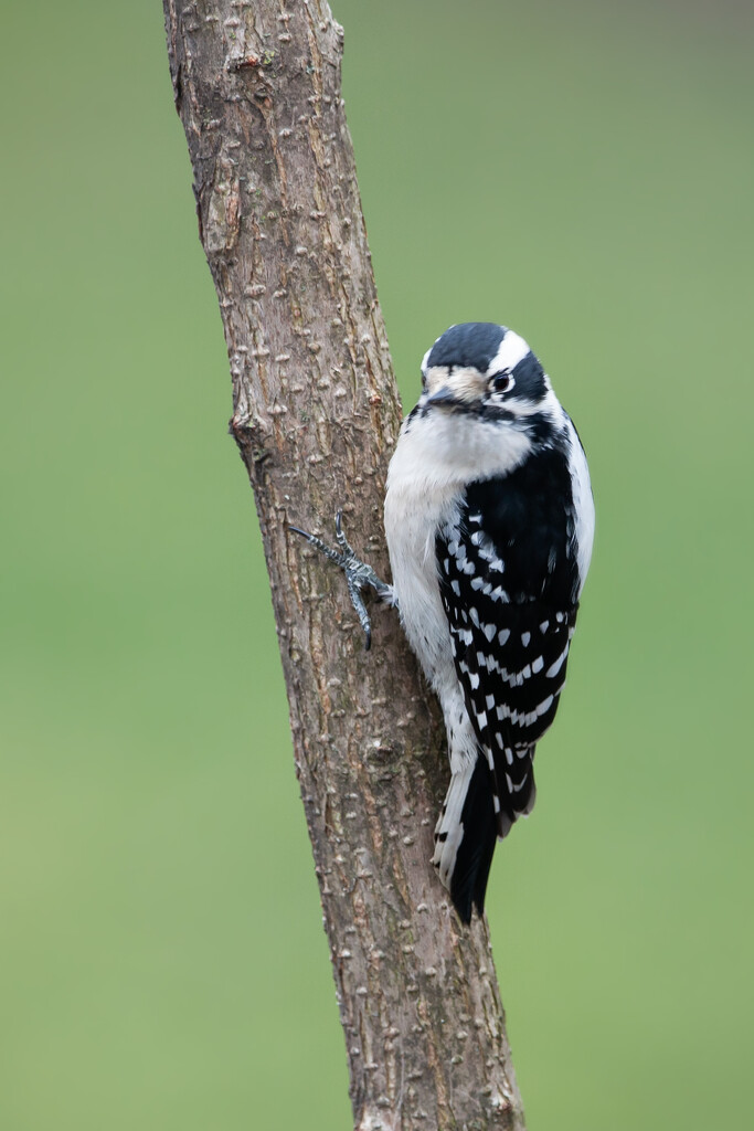 Downy Woodpecker by bobbic