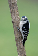 18th Feb 2024 - Downy Woodpecker