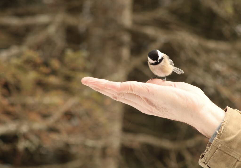 My husband feeding the chickadees by mltrotter