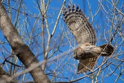 18th Feb 2024 - Owl flyby