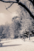 17th Feb 2024 - snowy scene
