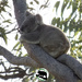 my comfiest spot by koalagardens