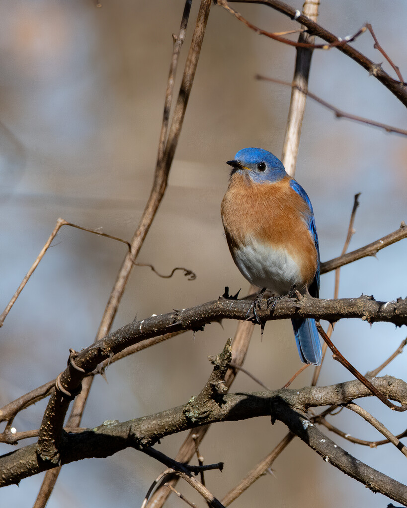 Eastern Bluebird by cwbill