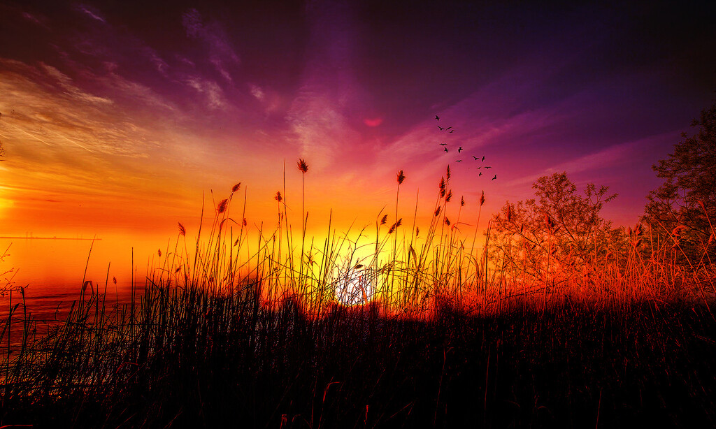 Sunlite Grasses Sunrise by pdulis