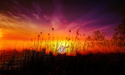18th Feb 2024 - Sunlite Grasses Sunrise
