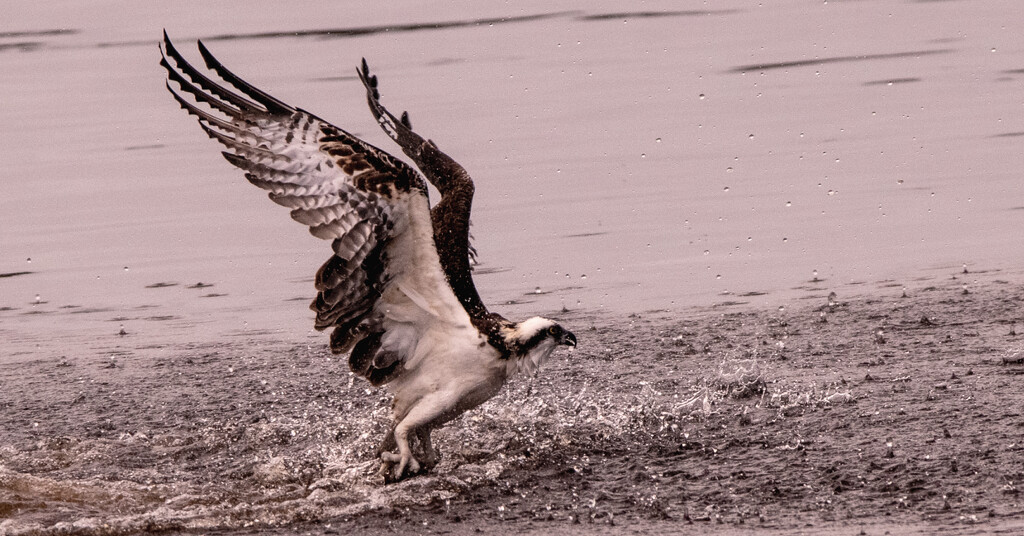 Osprey Take Off After Splashdown! by rickster549