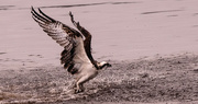 18th Feb 2024 - Osprey Take Off After Splashdown!