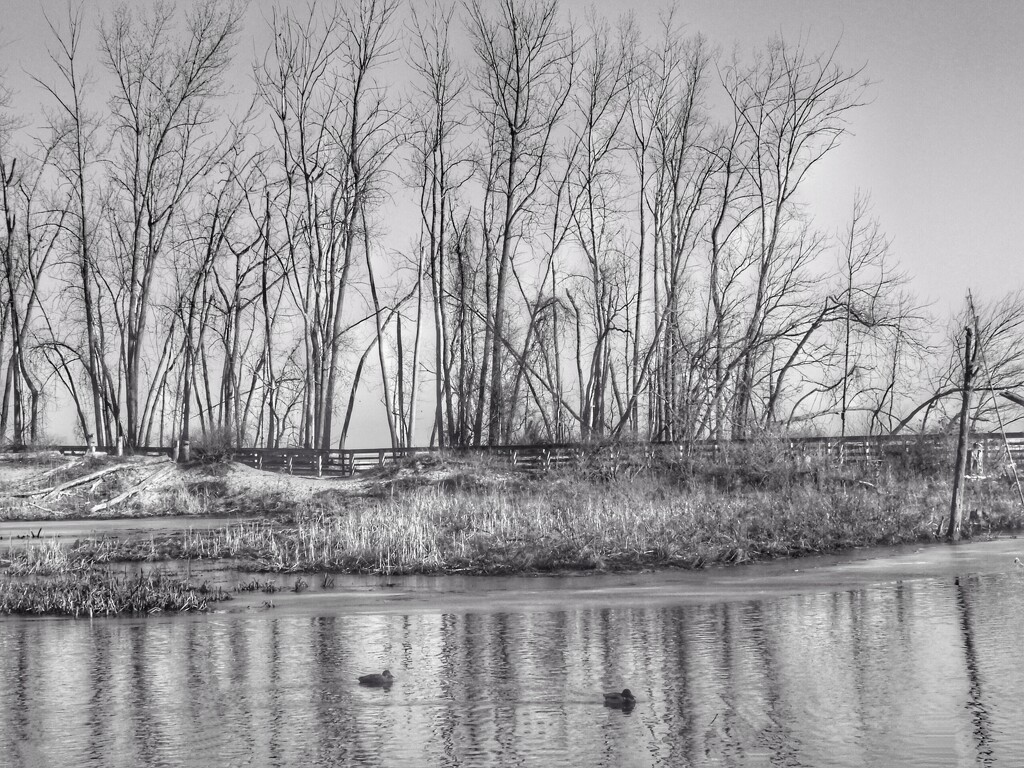 ducks at the park in b&w by amyk