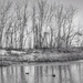 ducks at the park in b&w by amyk