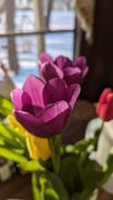 19th Feb 2024 - Tulips 