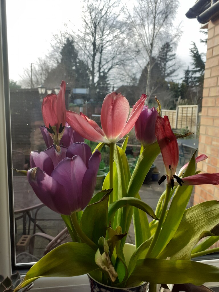 Tulips by newbank
