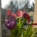 Tulips by newbank