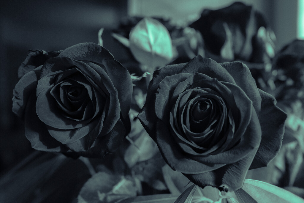 Split-toned roses by cristinaledesma33