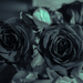 Split-toned roses