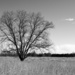 LHG_5395 Lone tree with  negative space by rontu