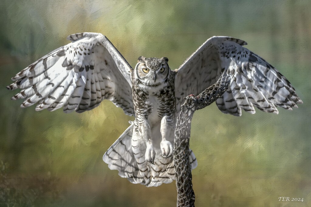 Owl Has Its Eye on a Treat by taffy