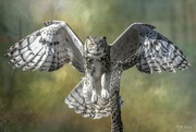 17th Feb 2024 - Owl Has Its Eye on a Treat