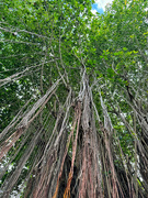 19th Feb 2024 - Banian tree from the ground. 