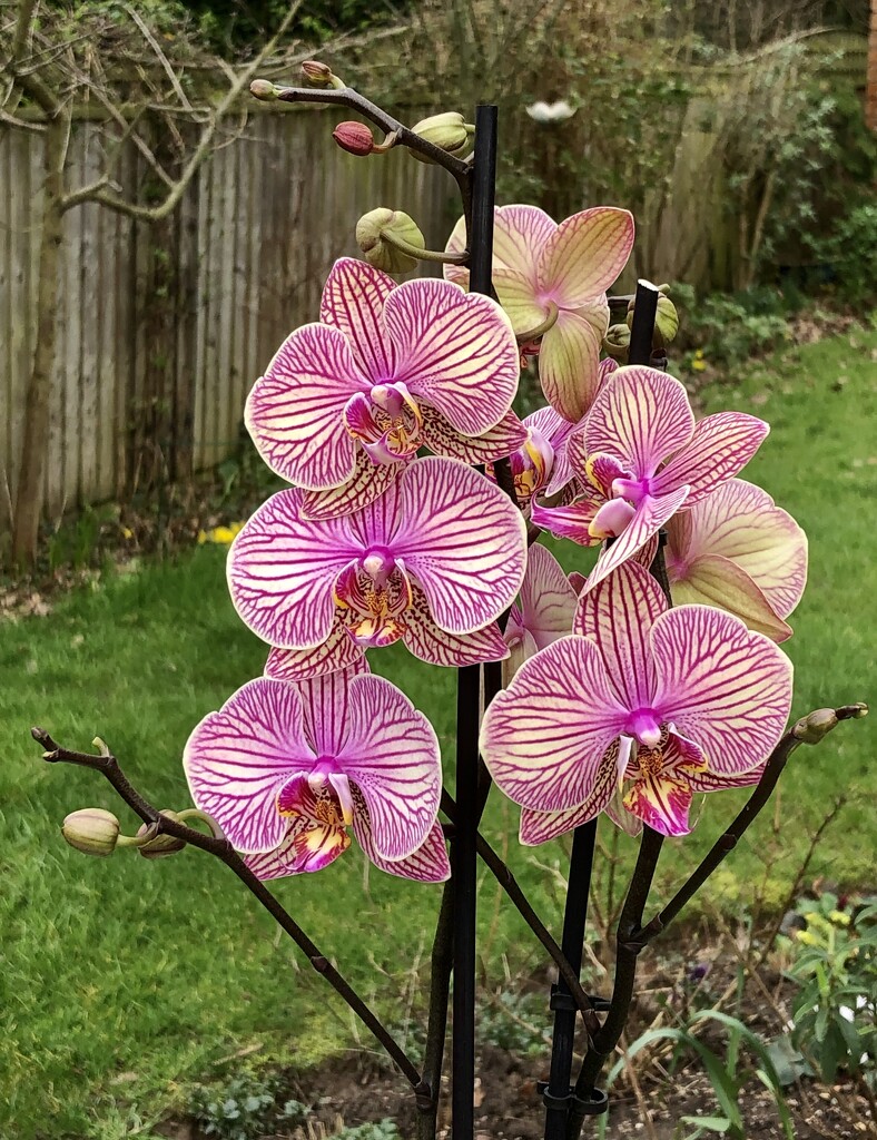 A New Orchid by susiemc